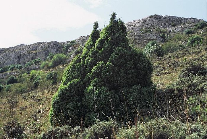 Juniperus communis subsp. hemisphaerica